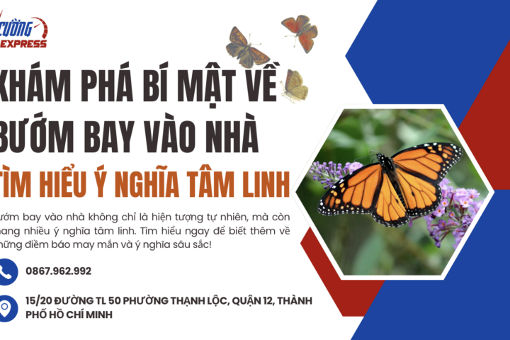 Bướm bay vào nhà - Ý nghĩa tâm linh và điềm báo may mắn